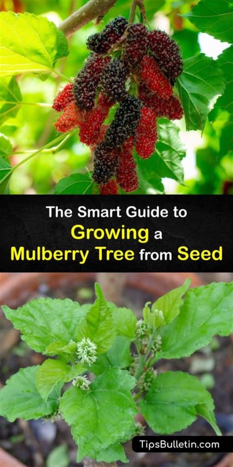 growing mulberry trees from seed.